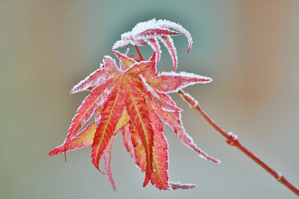 Mid-autumn/winter